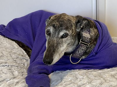 a grey and black dog in a blue jumper lies on a mattress